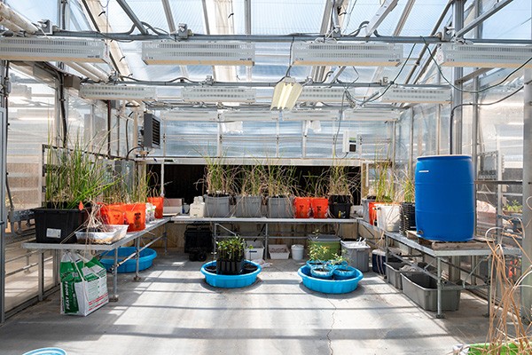 An interior view of the Villanova greenhouse (zone two) An interior view of the Villanova greenhouse (zone two)