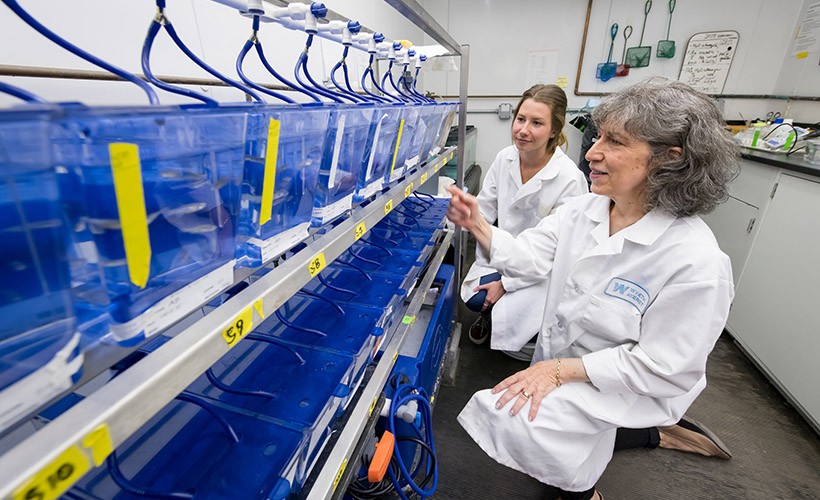 A faculty member and her student work in the lab together. A faculty member and her student work in the lab together.