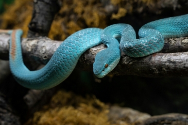 Trimeresurus insularis, also known as the Indonesian pit viper, is the animal anthropomorphized in “Zootopia 2” as main character Gary De’Snake.