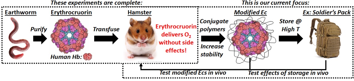 Development of Earthworm Hemoglobin as a Blood Substitute – Opportunities for Undergraduate Research