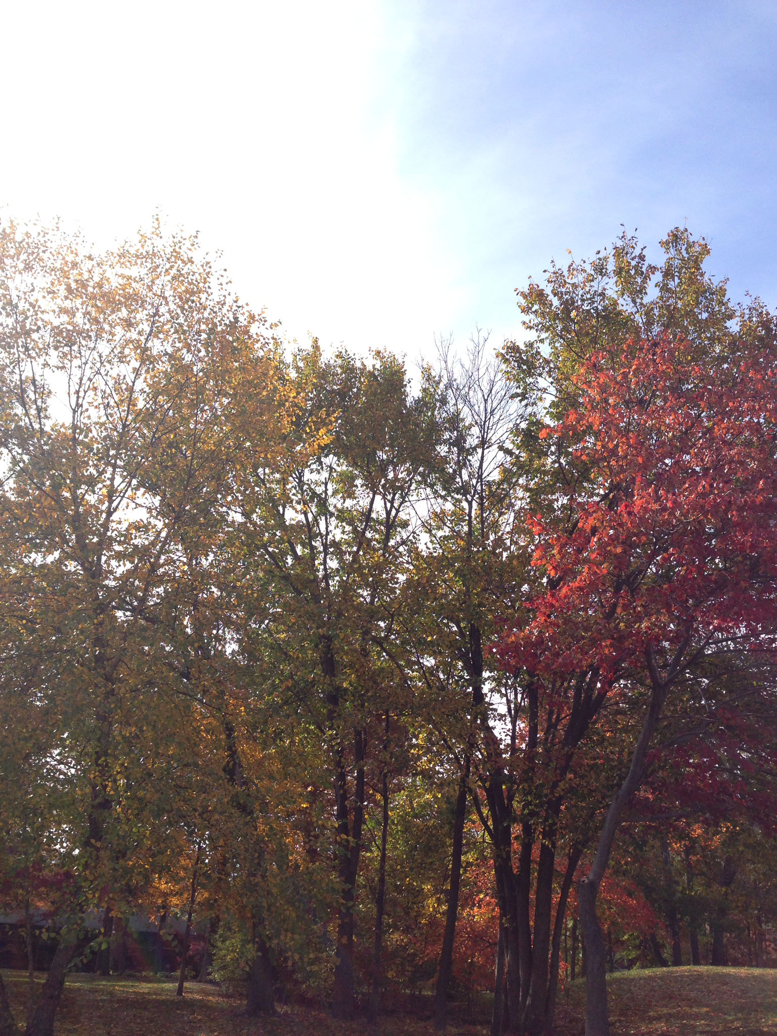 Campus Tree Tour Campus Tree Tour