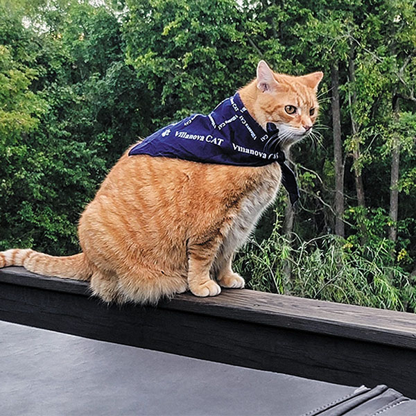 orange tabby cat wearing a blue bandana sitting outside on a ledge